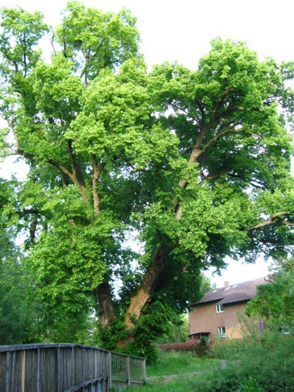Bild 1 von 2 Linden an der Aftemündung 